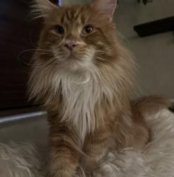 Lost Male Cat last seen North of Griegos and Rio Grande, Albuquerque, NM 87107