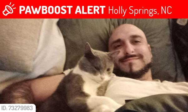 Lost Male Cat last seen True Love Rd, Holly Springs, NC 27540
