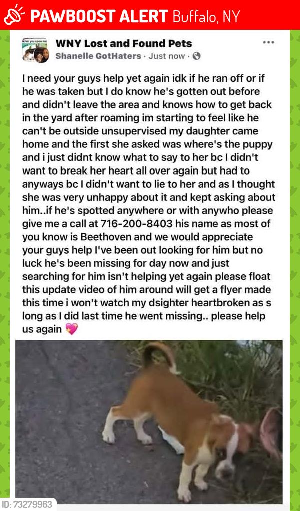 Lost Male Dog last seen Broadway Market, Buffalo, NY 14212