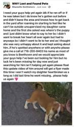 Lost Male Dog last seen Broadway Market, Buffalo, NY 14212