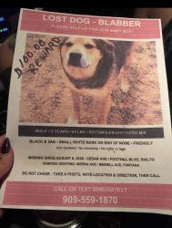 Lost Male Dog last seen Merrill, Fontana, CA 92335