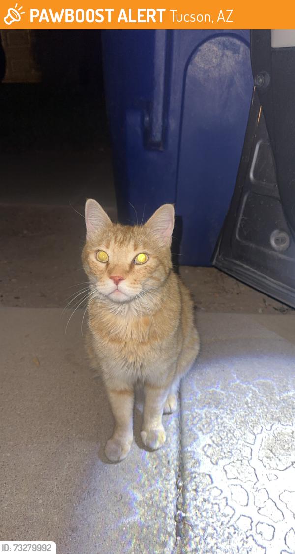 Found/Stray Unknown Cat last seen Medina Road, Tucson, AZ 85706