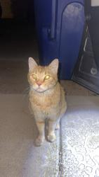 Found/Stray Unknown Cat last seen Medina Road, Tucson, AZ 85706