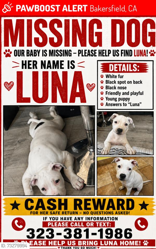 Lost Female Dog last seen S h st, Bakersfield, CA 93307