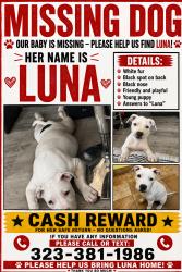 Lost Female Dog last seen S h st, Bakersfield, CA 93307