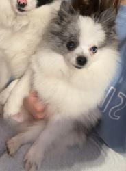 Lost Male Dog last seen Near Rigoletto street, San Jose, CA 95122