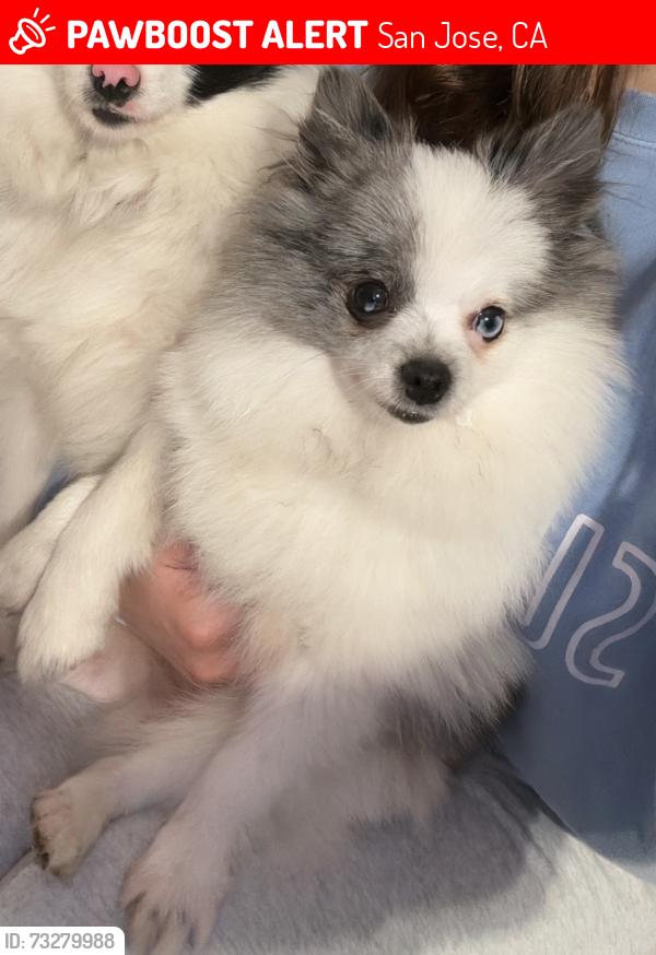Lost Male Dog last seen Near Rigoletto street, San Jose, CA 95122