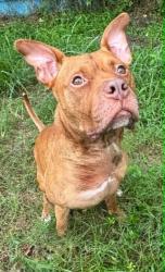 Shelter Stray Male Dog last seen E Flint Ave, Inverness,, 4030 S Airport Rd, Inverness, FL 34450, USA