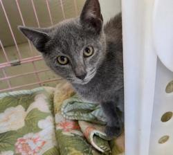 Shelter Stray Male Cat last seen S Swan Terrace, Homosassa, FL, 4030 S Airport Rd, Inverness, FL 34450, USA