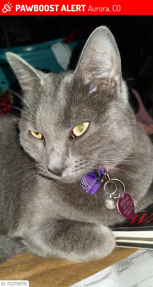 Lost Female Cat last seen E. Colfax Avenue to the north and N. Powhaton Road or N. Picadilly Road, Aurora, CO 80018