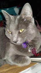 Lost Female Cat last seen E. Colfax Avenue to the north and N. Powhaton Road or N. Picadilly Road, Aurora, CO 80018