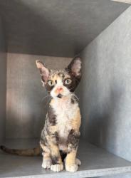 Reunited Female Cat last seen Near Cabrillo Ave, Venice, CA 90291, USA, Los Angeles, CA 90291