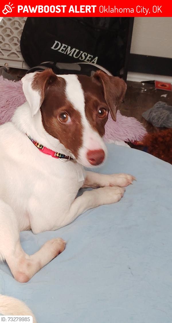 Lost Female Dog last seen Near 47th place by dollar general, Oklahoma City, OK 73129