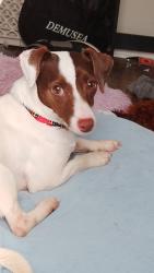 Lost Female Dog last seen Near 47th place by dollar general, Oklahoma City, OK 73129