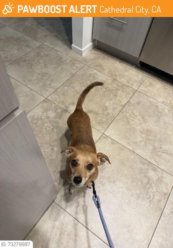 Found/Stray Male Dog last seen Desert Princess Country Club, Cathedral City, CA 92234