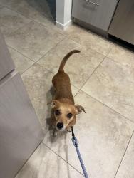 Found/Stray Male Dog last seen Desert Princess Country Club, Cathedral City, CA 92234