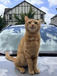 Lost Male Cat last seen Beach Plum Ter and Holly Ridge Ln, Tigard, OR 97140