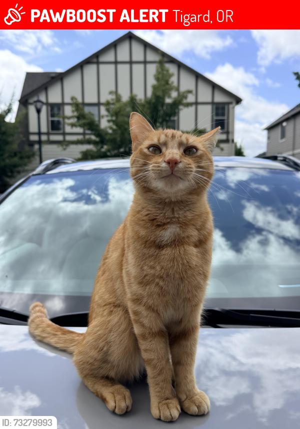 Lost Male Cat last seen Beach Plum Ter and Holly Ridge Ln, Tigard, OR 97140