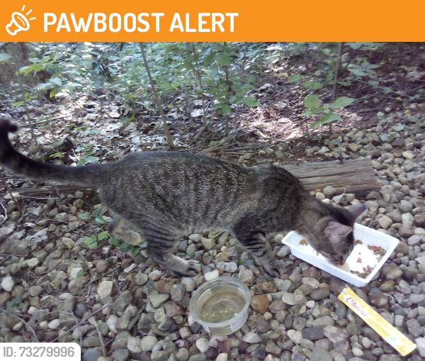 Found/Stray Unknown Cat last seen Wilson Rd NW & Mt Zion Rd, Lancaster, OH, Greenfield Township, OH 43130