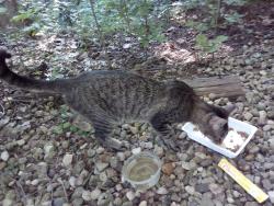 Found/Stray Unknown Cat last seen Wilson Rd NW & Mt Zion Rd, Lancaster, OH, Greenfield Township, OH 43130