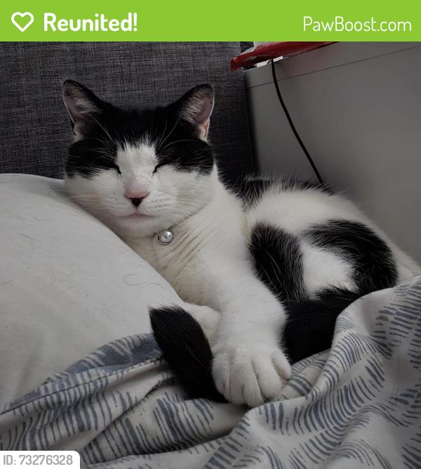 Reunited Male Cat last seen Heather Road, Bloxwich, England 