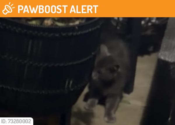 Found/Stray Unknown Cat last seen Post office area, Diamond Springs, CA 95619