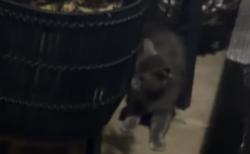 Found/Stray Unknown Cat last seen Post office area, Diamond Springs, CA 95619
