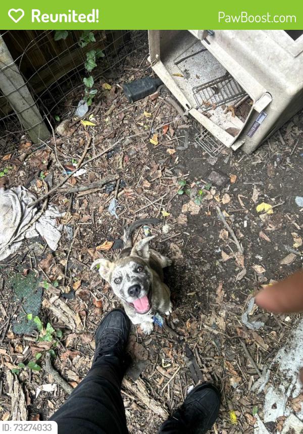 Reunited Male Dog last seen Crestwood, Birmingham, AL 35212