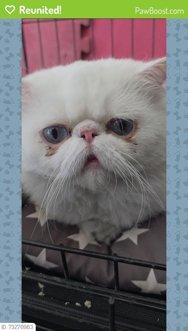 Reunited Unknown Cat last seen Firestone and Old Rivet School Road, Downey, CA 90241