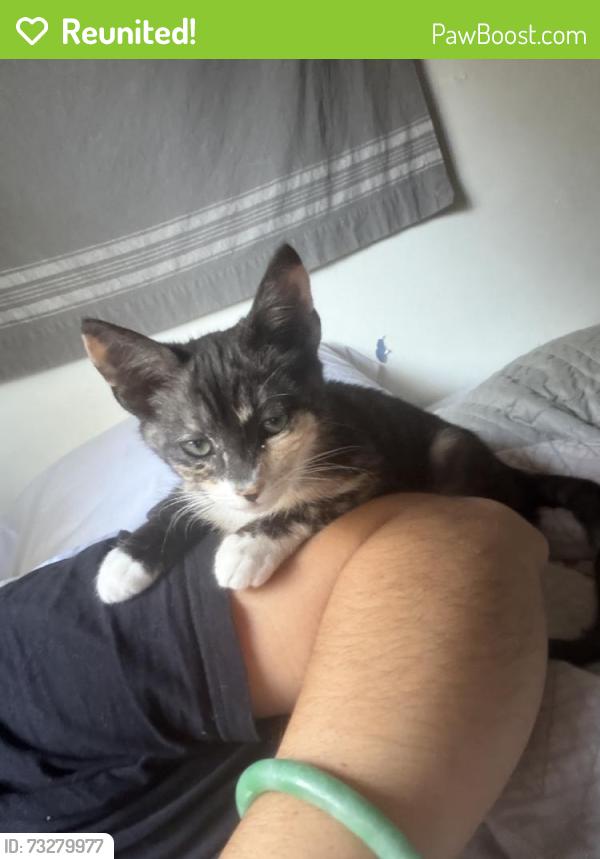 Reunited Female Cat last seen Near Linda Vista Terrace, Los Angeles, CA 90032, USA, Los Angeles, CA 90032