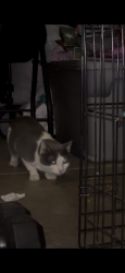 Found/Stray Unknown Cat last seen M, Chino Hills, CA 91709