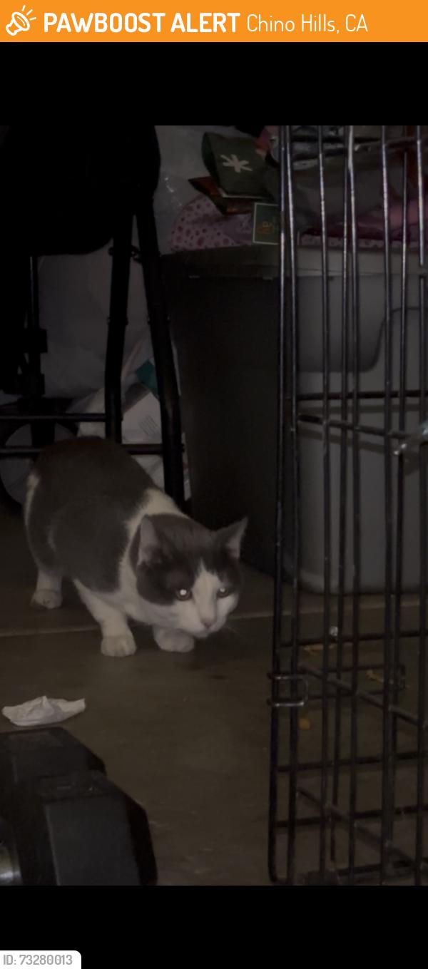 Found/Stray Unknown Cat last seen M, Chino Hills, CA 91709
