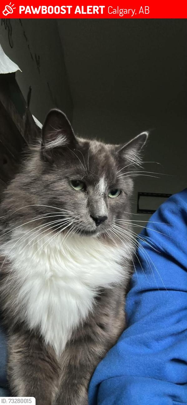 Lost Male Cat last seen Shawnessy, Calgary, AB 