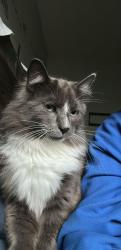 Lost Male Cat last seen Shawnessy, Calgary, AB 