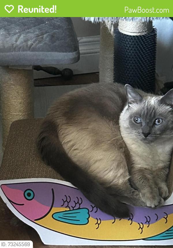 Reunited Female Cat last seen Seascape Dr, San Diego, CA 92139