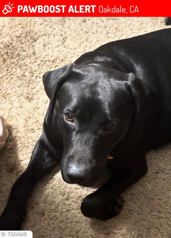 Lost Female Dog last seen Mountain oak and scarlet oak, Oakdale, CA 95361