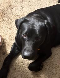 Lost Female Dog last seen Mountain oak and scarlet oak, Oakdale, CA 95361