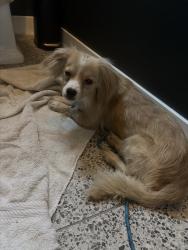 Found/Stray Male Dog last seen Victoria and 52 nd 90043, Los Angeles, CA 90043