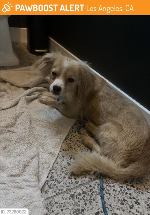 Found/Stray Male Dog last seen Victoria and 52 nd 90043, Los Angeles, CA 90043