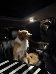 Reunited Male Dog last seen Main Street by middle school and corner store, Monroe, WA 98272