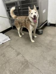 Shelter Stray Male Dog last seen Near BLOCK S TEMPERANCE AVE, FRESNO CA 93727 6601, 5277 E Airways Blvd, Fresno, CA 93727, USA