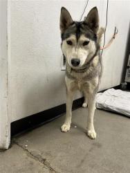 Shelter Stray Female Dog last seen Near BLOCK S TEMPERANCE AVE, FRESNO CA 93727 6601, 5277 E Airways Blvd, Fresno, CA 93727, USA