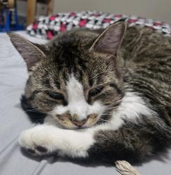Lost Male Cat last seen Brookside crescent, Spruce Grove, AB 