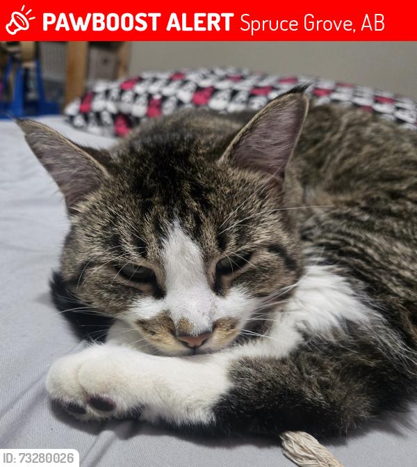 Lost Male Cat last seen Brookside crescent, Spruce Grove, AB 