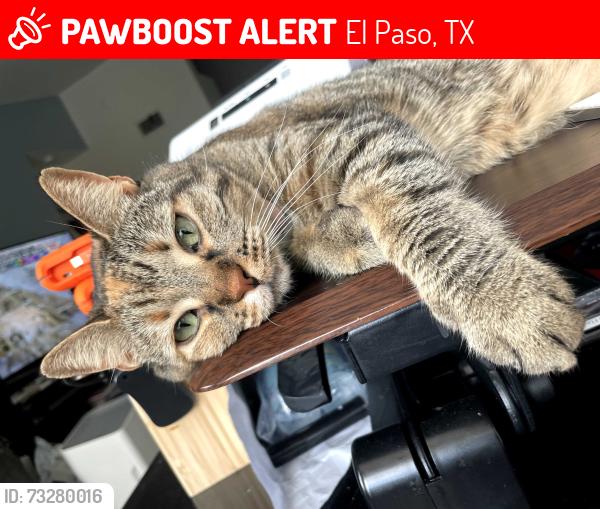Lost Female Cat last seen Near S. Mesa Hills, El Paso, TX 79912