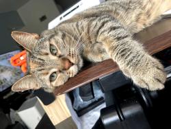 Lost Female Cat last seen Near S. Mesa Hills, El Paso, TX 79912