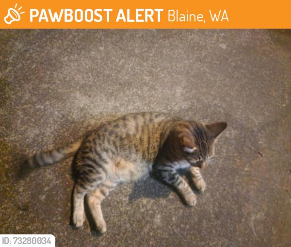 Found/Stray Female Cat last seen Blaine high school, Blaine, WA 98230