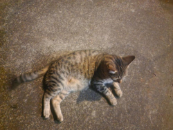 Found/Stray Female Cat last seen Blaine high school, Blaine, WA 98230