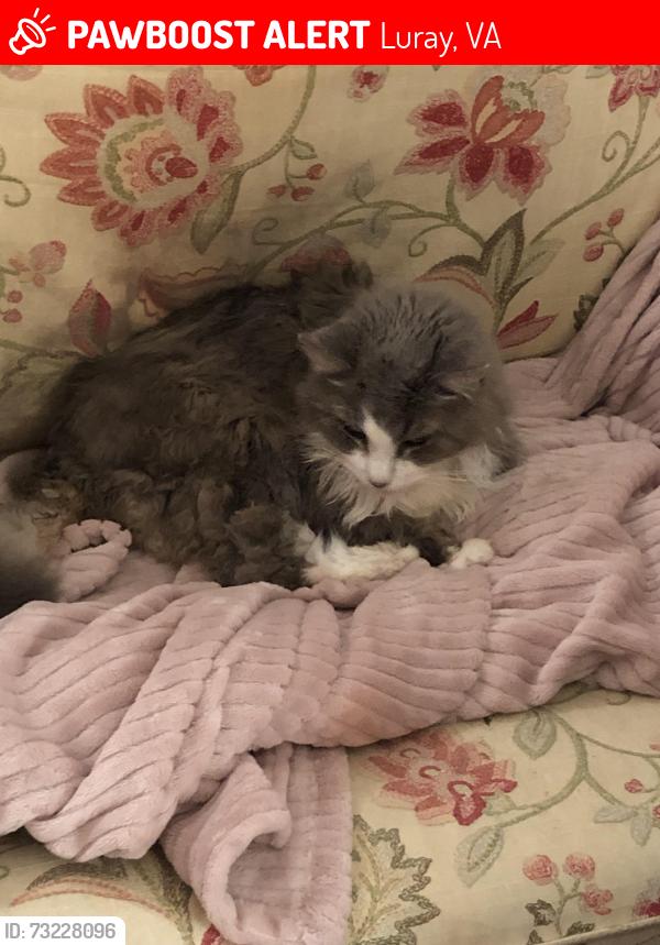 Lost Male Cat last seen North Hawksbill St. and Rosser Drive, Luray, VA 22835