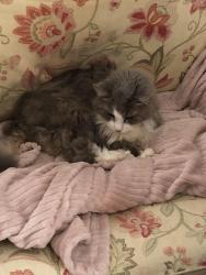 Lost Male Cat last seen North Hawksbill St. and Rosser Drive, Luray, VA 22835